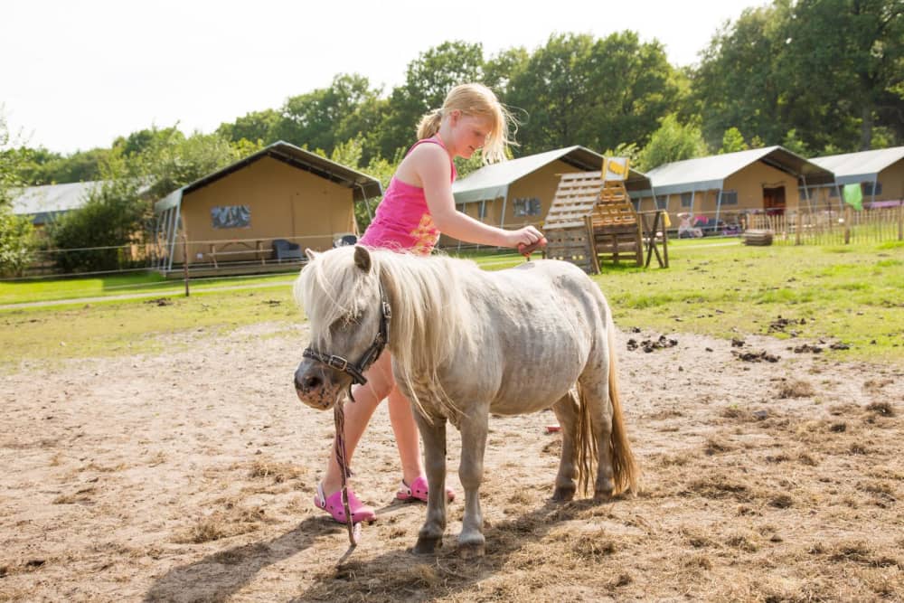 Op vakantie met een pony in Drenthe