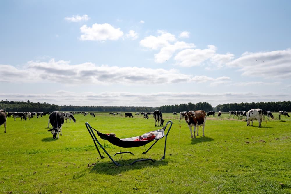 FarmCamps_t_Looveld_Drenthe_hangmat_ontspannen