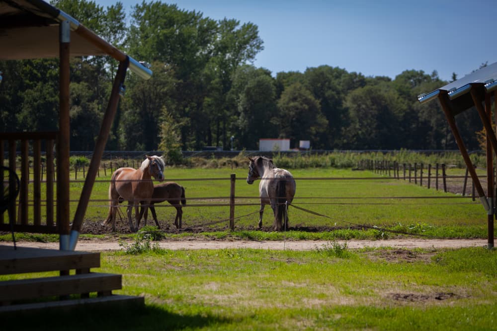 Uitzicht vanuit glamping tent op minicamping met paarden