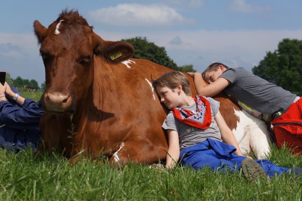 Knuffelen met een koe bij FarmCamps