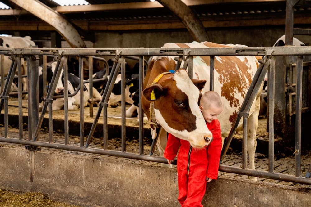 FarmCamps_Op_de_Beemd_Brabant_koe_knuffelen_jo