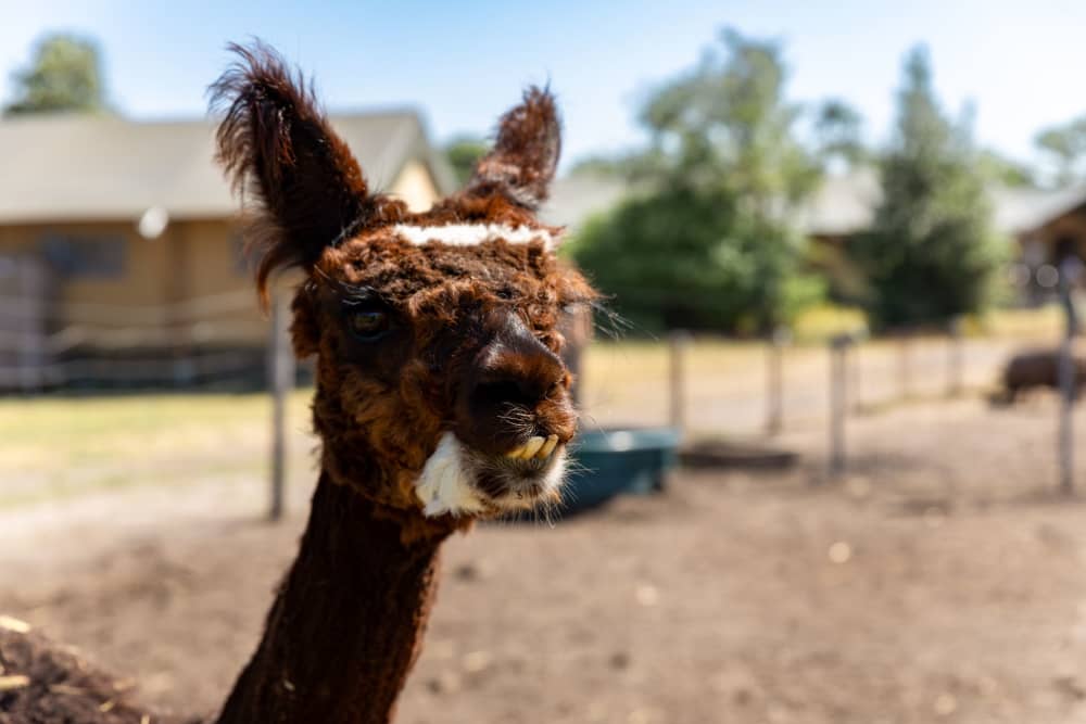 Maak kennis met onze alpaca's op de alpaca boerderijen