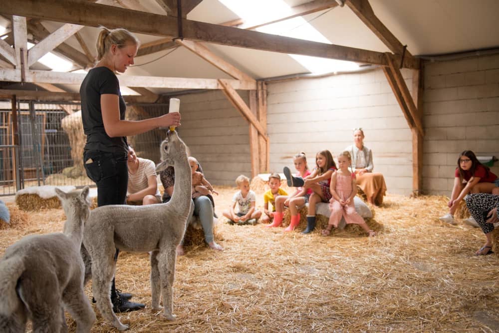 Alpaca's bij Alpacaboerderij Alpaca Vorstenborsch