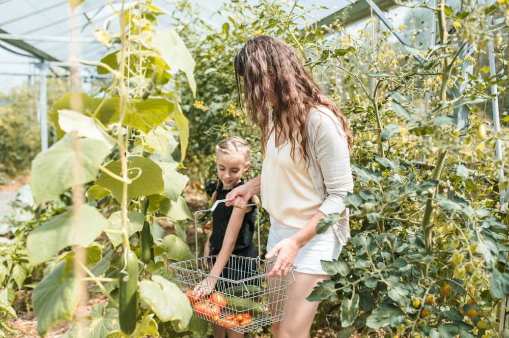 Meisjes in kas tomaten plukken