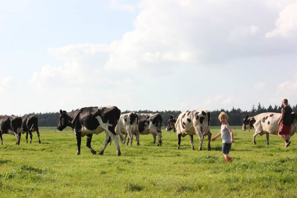 Jongen in de wei bij de koeien