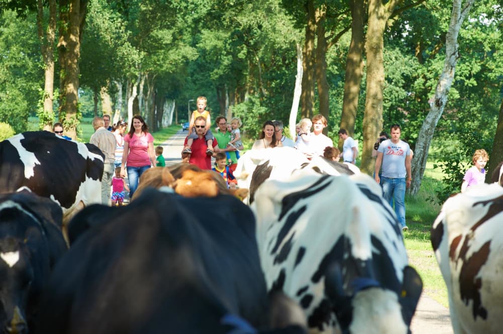 groep mensen en koeien op de weg