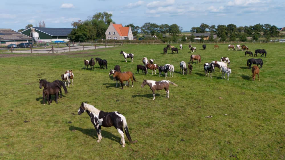FarmCamps_De_Bonte_Fries_wieland_paarden_rijba