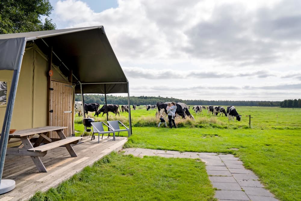 FarmCamps_t_Looveld_Drenthe_kijken_bij_de_koei