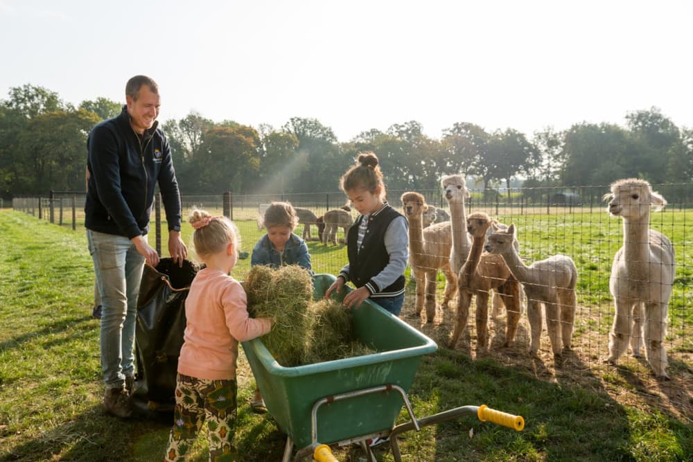 FarmCamps_Alpaca_Vorstenbosch_Noord-Brabant__v