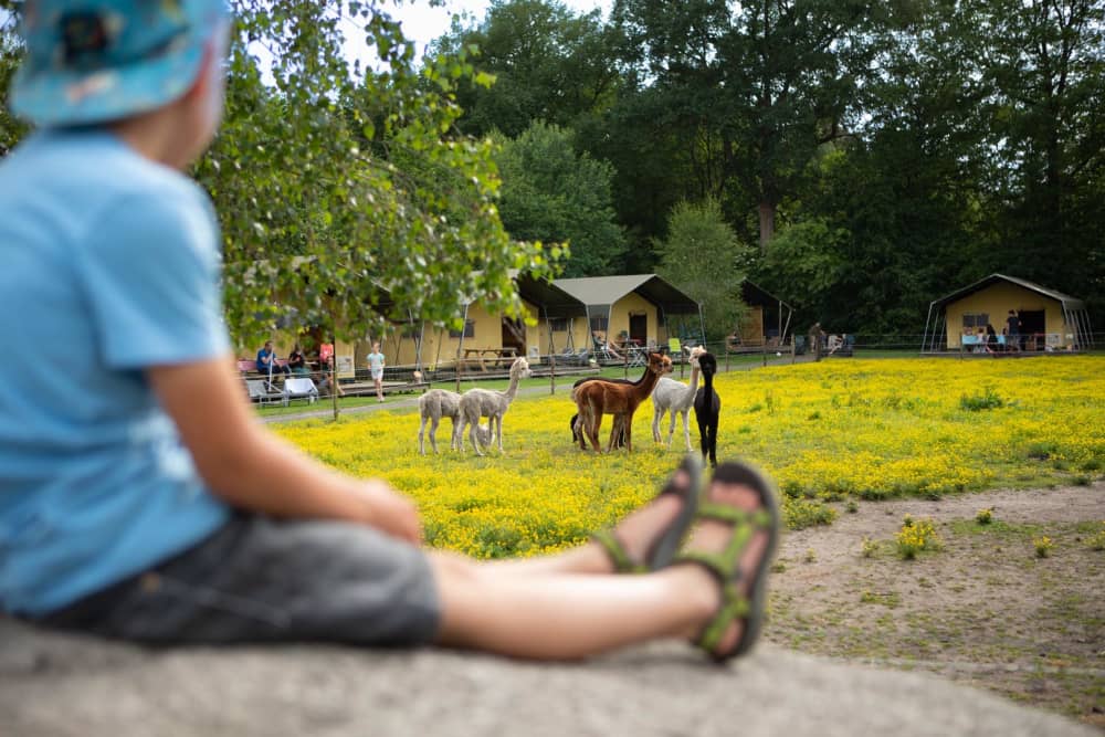 FarmCamps_De_Bosrand_Drenthe_jongen_kijken_alp