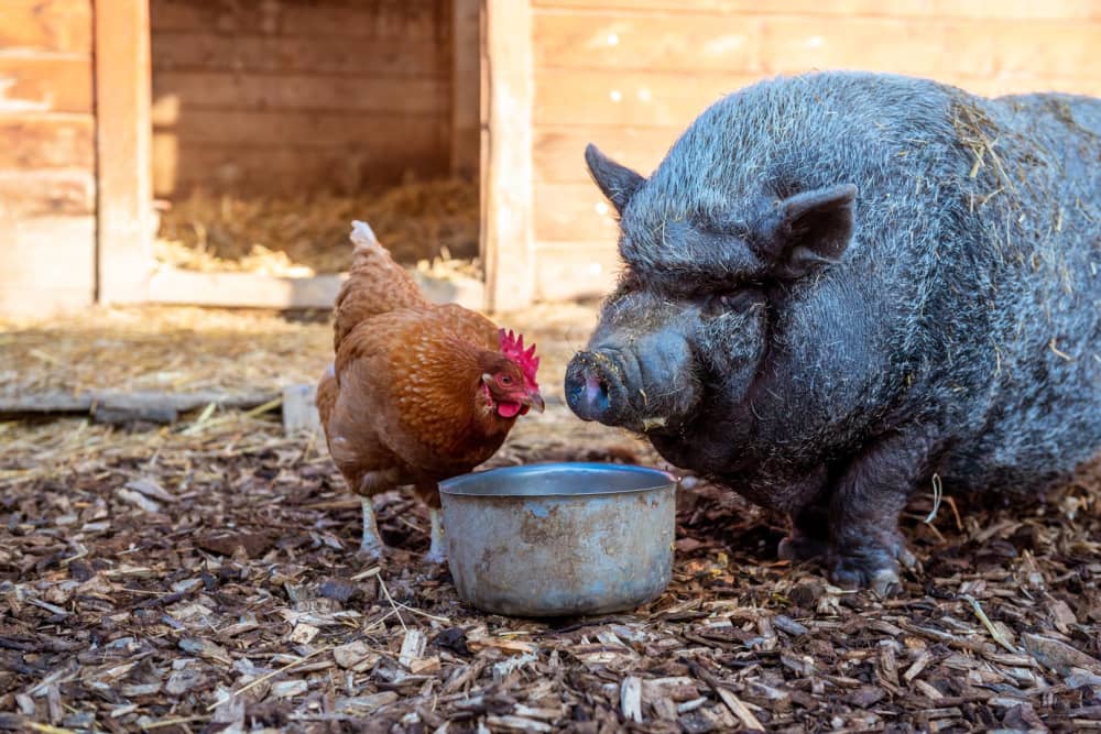 FarmCamps_De_Verloren_Kost_Limburg_varken_kip_
