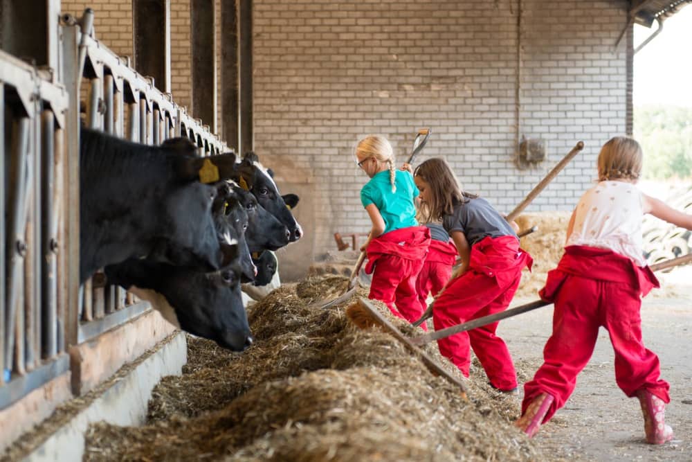 Kids helping with animals on their farm stay
