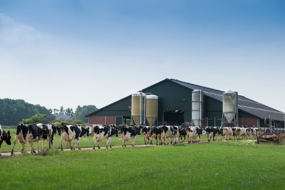 Vakantie bij FarmCamps in Zuid-Holland met koeien die naar de stal lopen