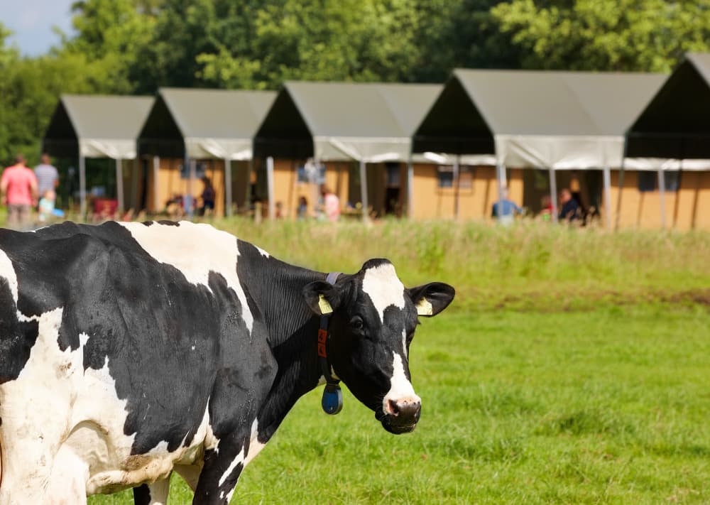 FarmCamps_'t_Looveld_Drenthe_koe_wei_tentenvel