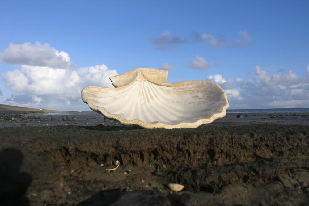 Mantle Shell Cliffhanger Texel | A Texeltip of De Krim Texel