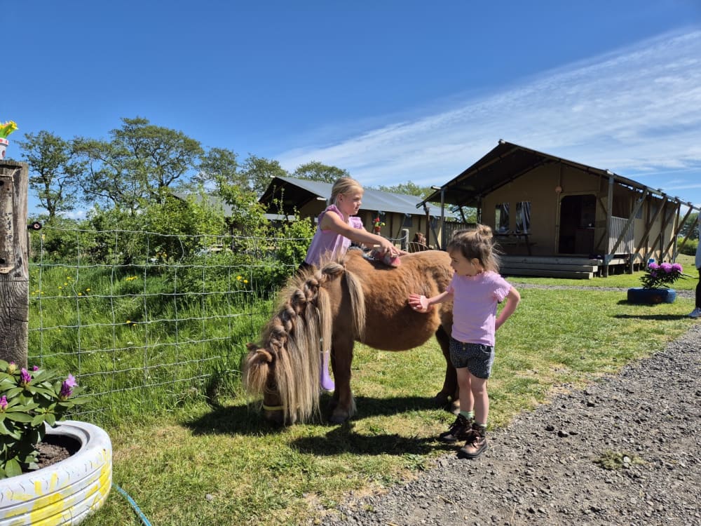 Zwei Mädchen striegeln gemeinsam ein Pony während ihres Bauernhofurlaubs bei FarmCamps De Bonte Fries in Friesland