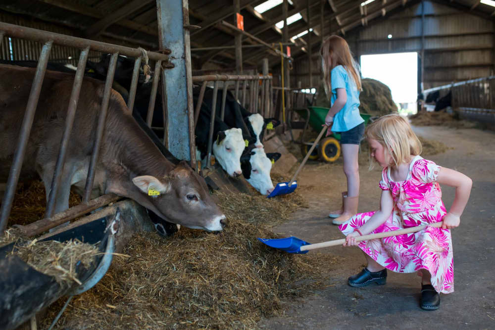 FarmCamps_t_Looveld_helpen_stal_koeien_2