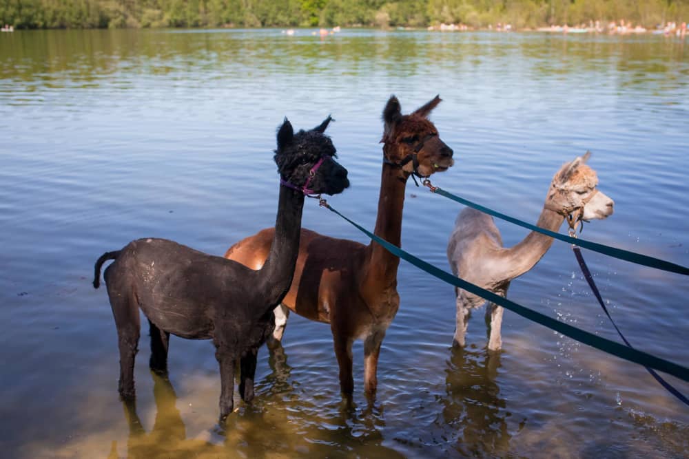 Alpacas in het water bij de bosrand
