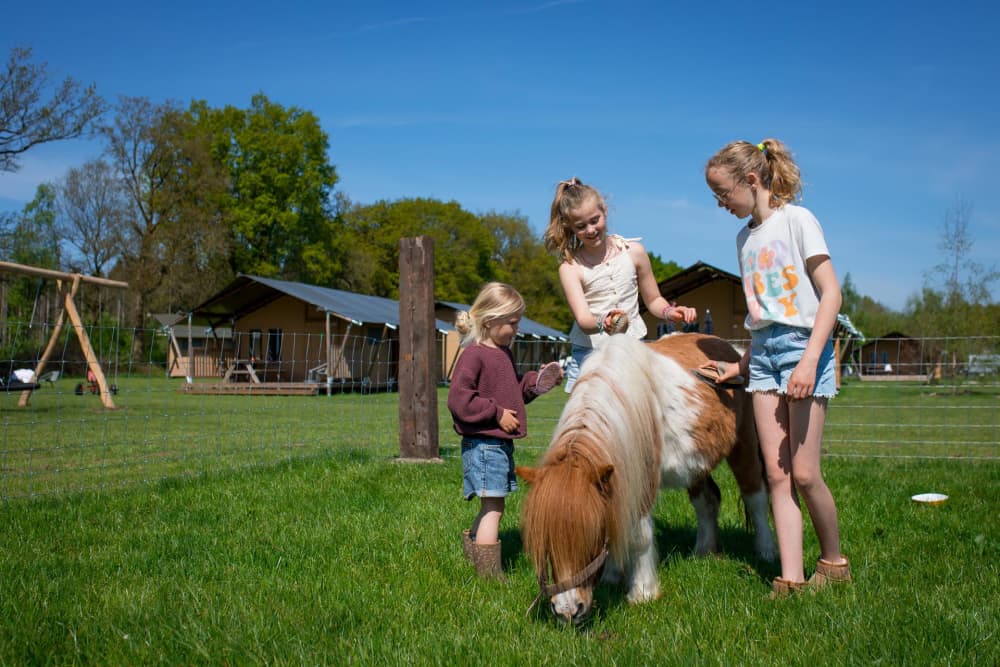 Ferien auf dem Bauernhof: Drei Mädchen pflegen liebevoll ein Pony bei FarmCamps De Bosrand.