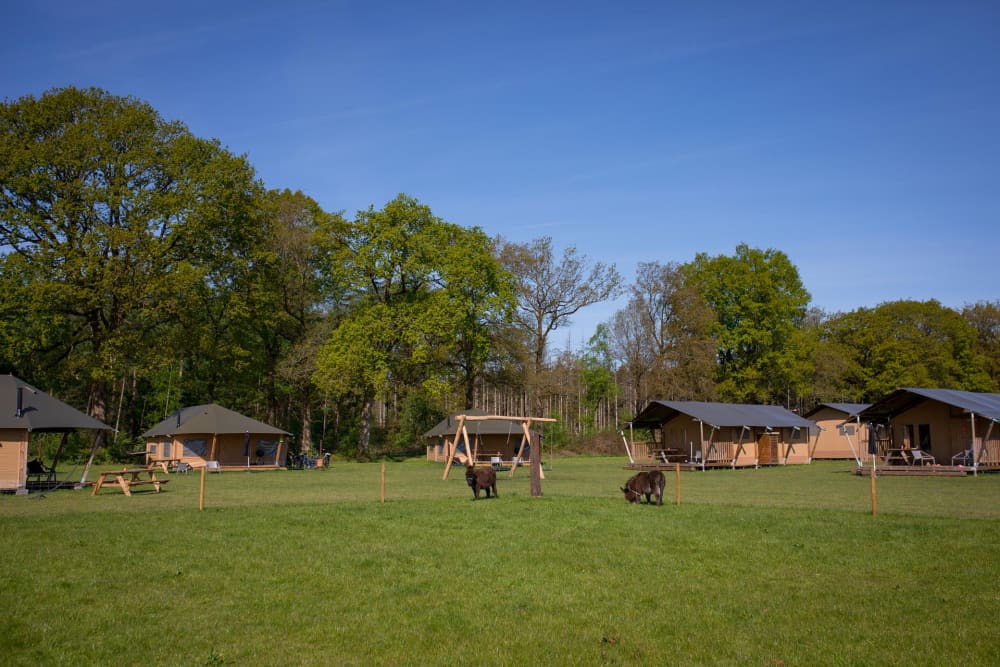 FarmCamps_De_Bosrand_overzicht_tentenveld_Barn