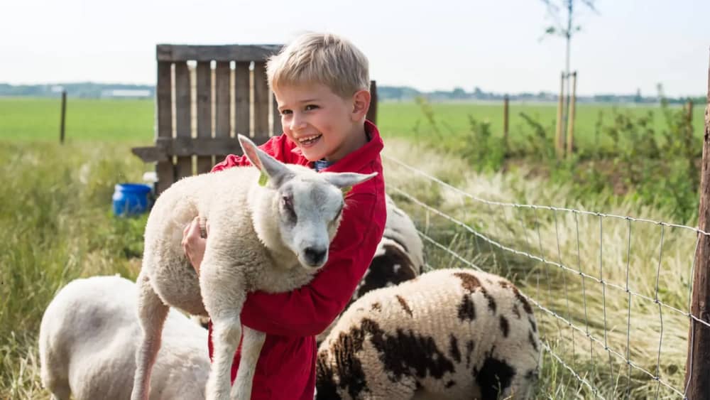 Jongetje knuffelt schaap op de boerderij
