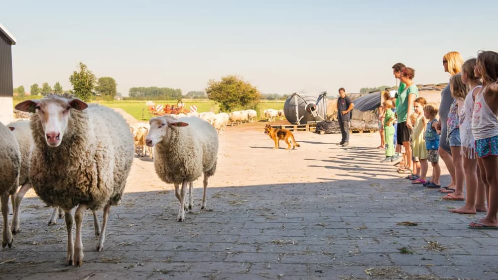 FarmCamps_Lekker_Sheep_naar_de_boerderij_schapen_van_de_boerderij_met_kinderen