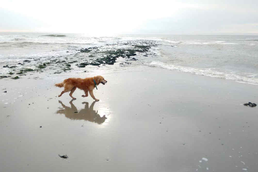 Mit Hund in Urlaub? Gastfreundschaft gilt auf Texel auch für Hunde
