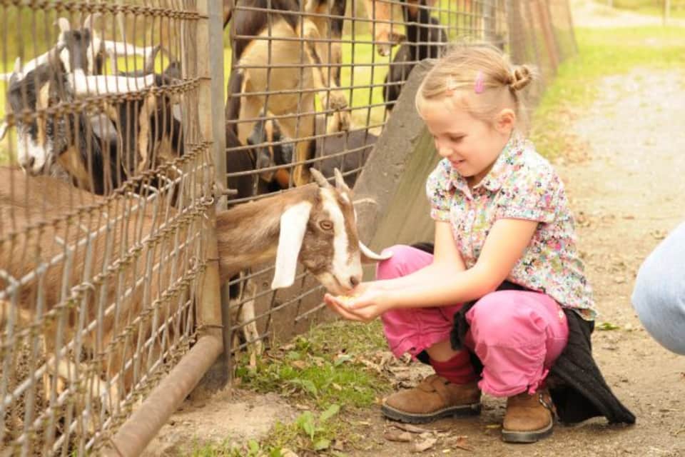 petting-zoo-goat-medium