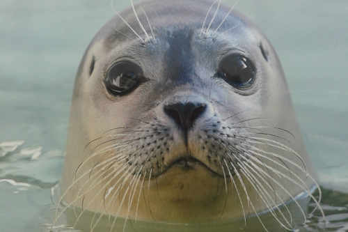 Seal webcam