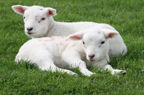 Lamb webcam