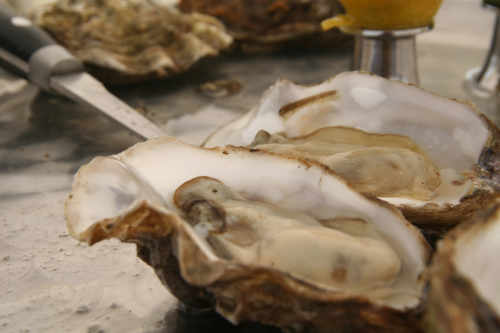 Oyster tours