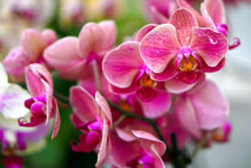 Orchideeënhoeve 