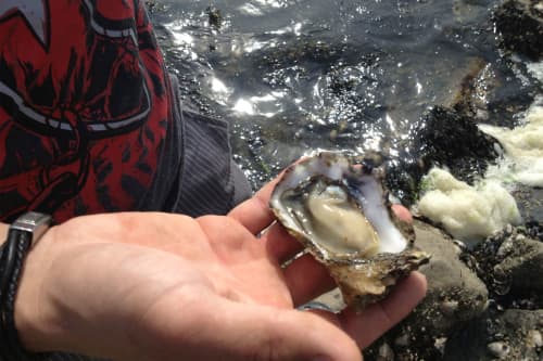 Oyster excursions