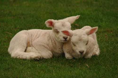 Tag des Schafes