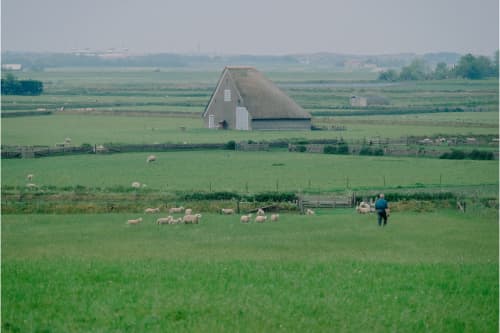 Sheep farm De Waddel