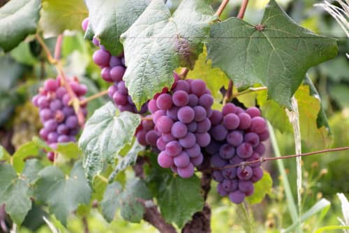Pessac-leognan Vineyards