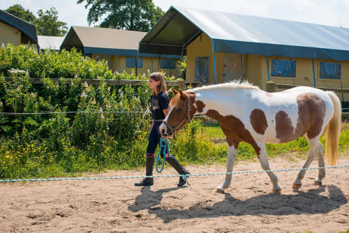 Fleur Stables