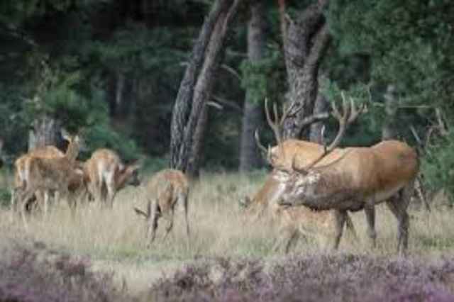 Nationaal Park de Hoge Veluwe