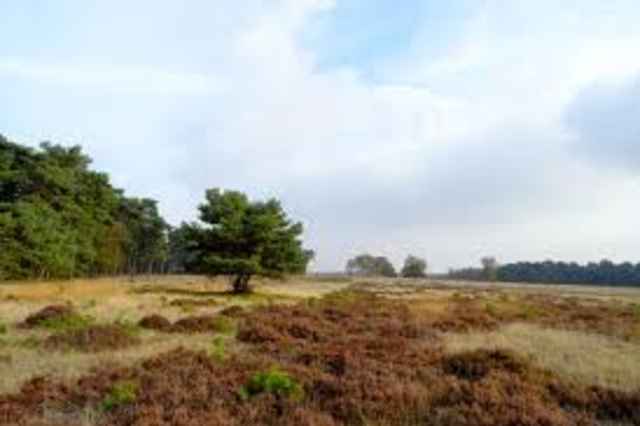 Parc National de Hoge Veluwe
