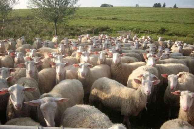 Sheep farm of Acremont
