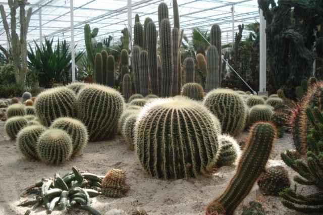 Experience park Cactusoase