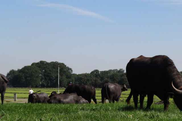 Buffalo Farm