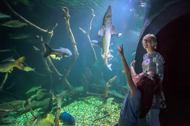Freshwater aquarium