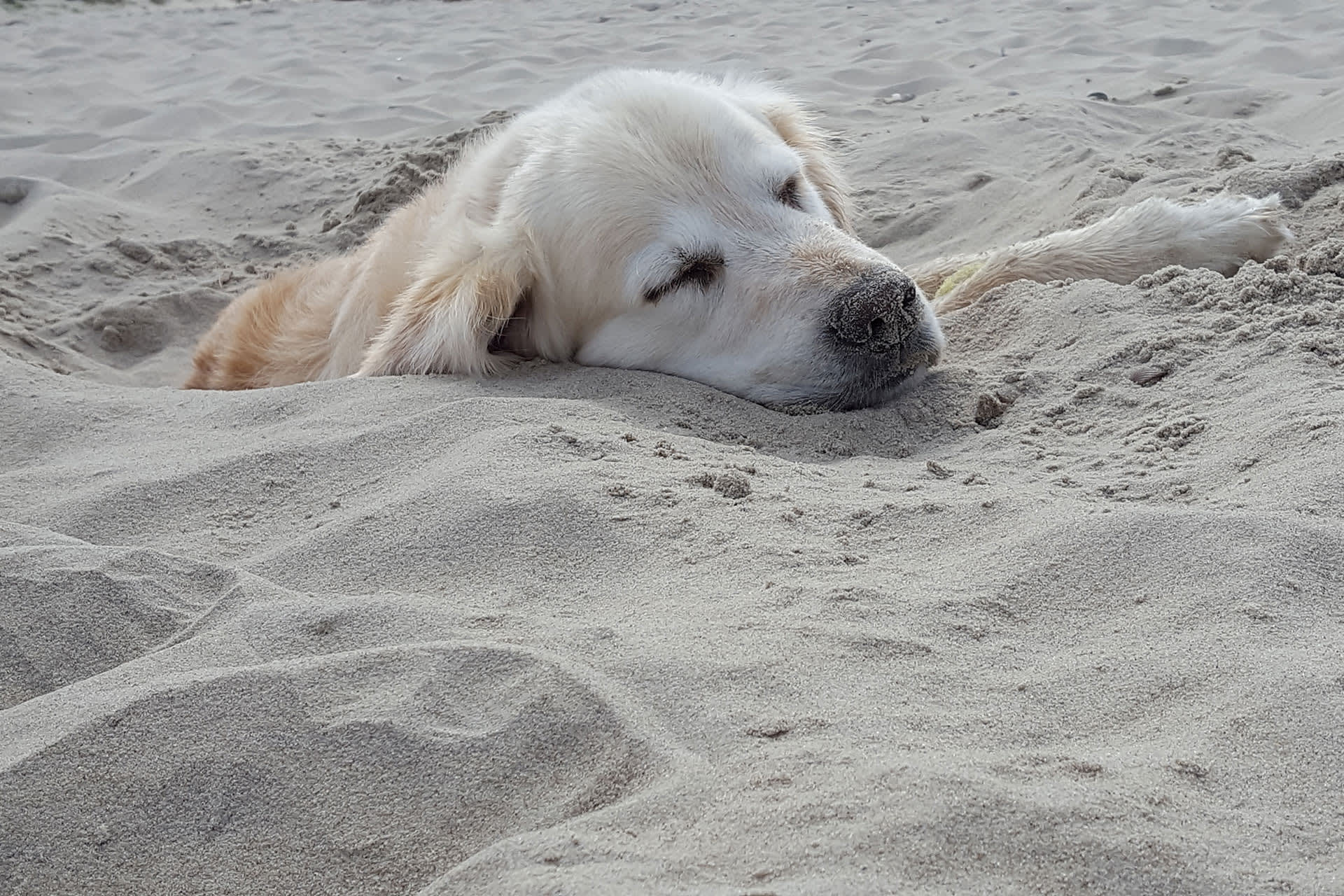 hond-strand-de-krim-texel