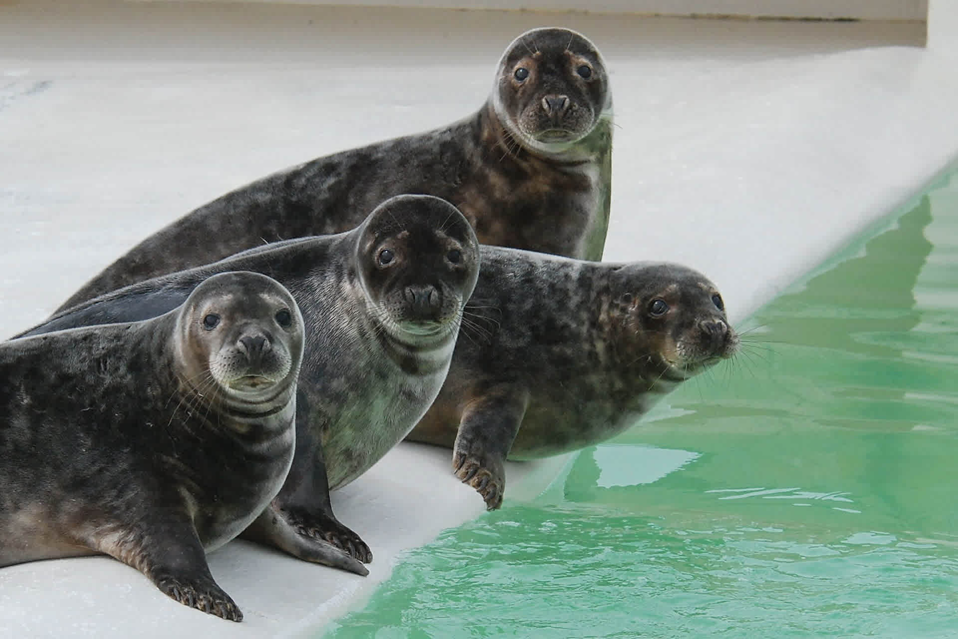 seals-ecomare-de-krim-texel