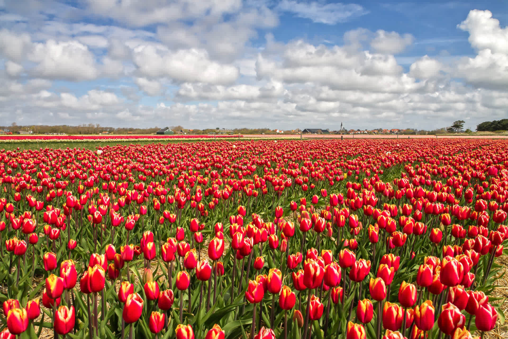 dorp-den-hoorn-texel-tulpen-voorjaar