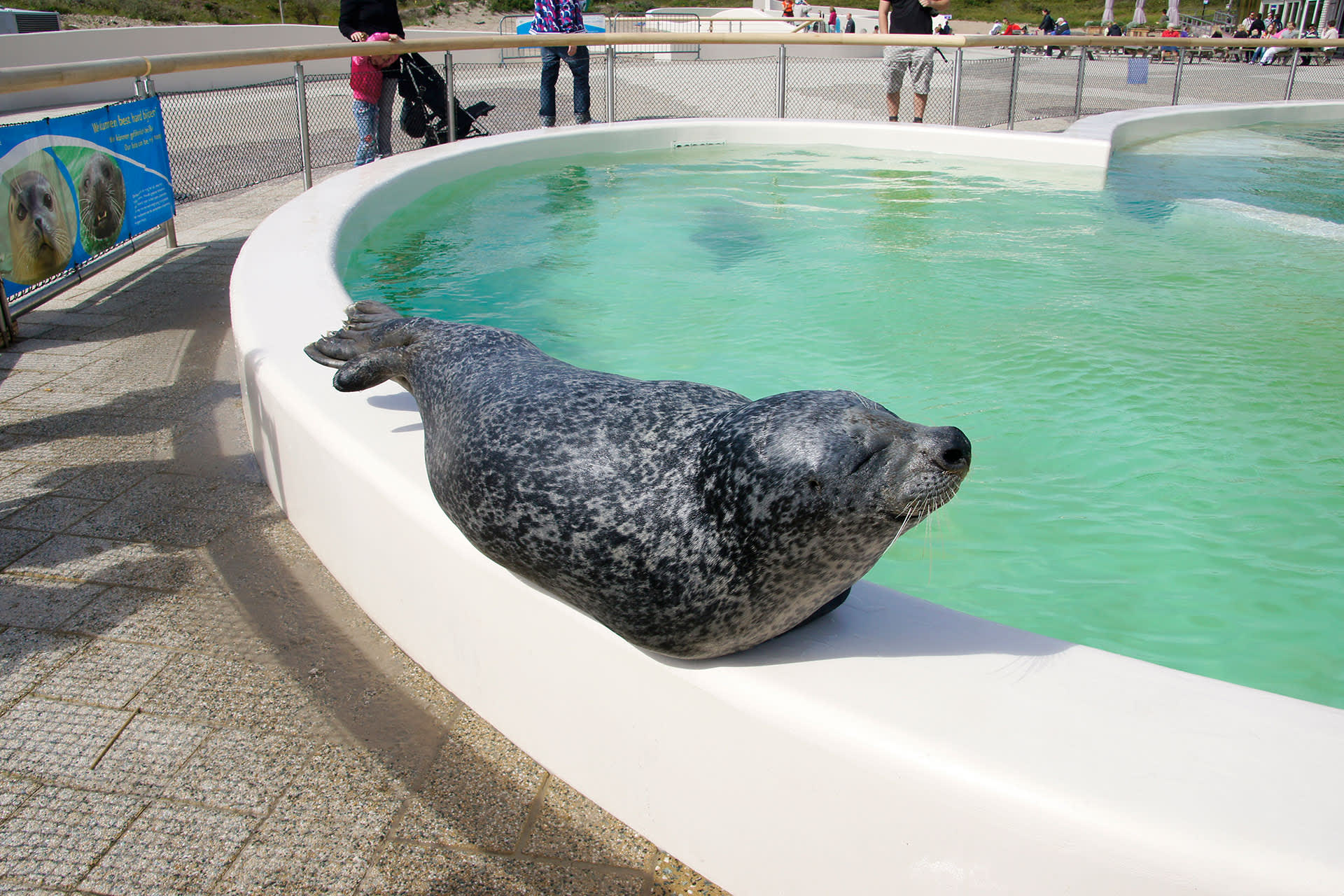 Seal-Ecomare-texel-outing-museum