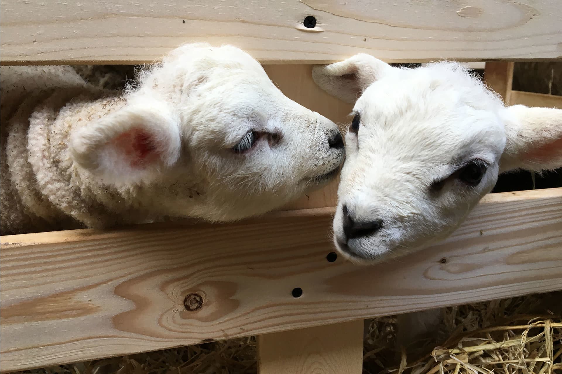 Schapenboerderij Texel