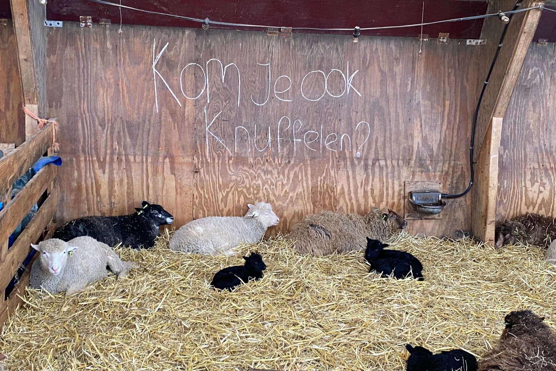 Schapenboerderij_Texel_1