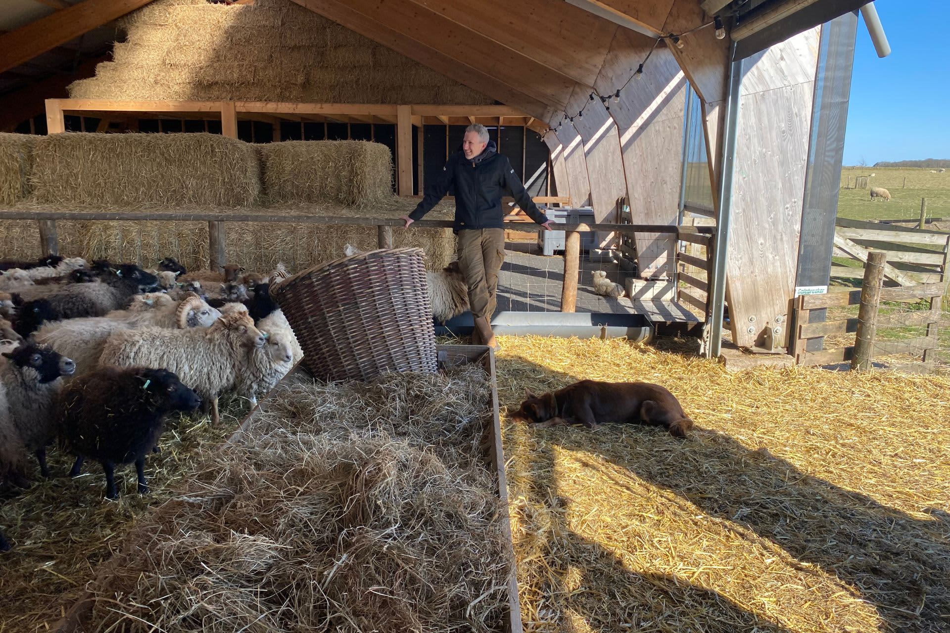Schapenboerderij_Texel_2
